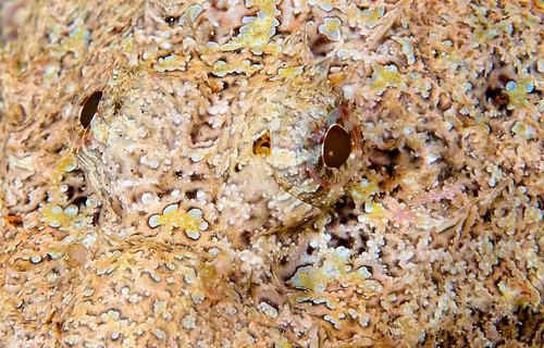 Titan Scorpionfish (Scorpaenopisis cacopsis)