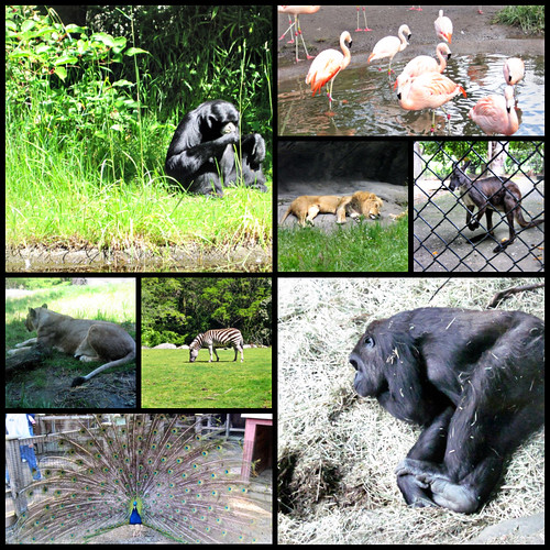 PEW: Woodland Park Zoo