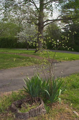 Crabapple Stump, with Iris