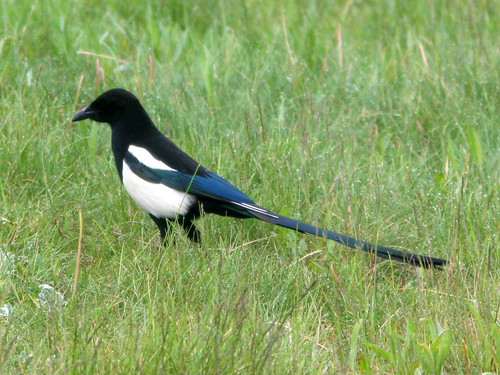 Black-billed Magpie 20100614