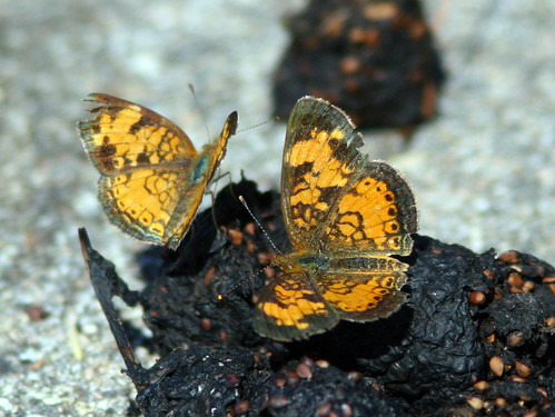 Pearl Crescent butterflies on dung 20100630