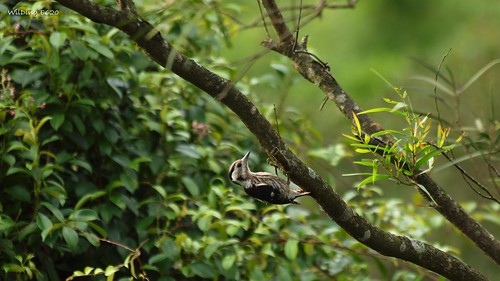 小啄木 Dendrocopos canicapillus(Pigmy Woodpecker)