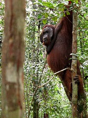 Male Orangutan in Tanjung Puting National Park