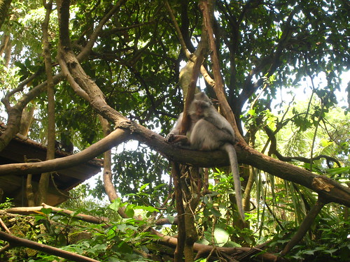 Bali, Monkey Forest Ubud
