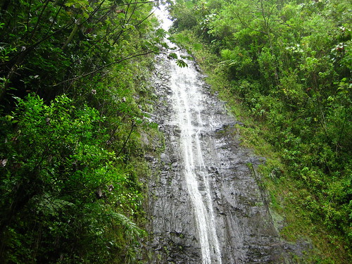 Manoa Falls in all its glory.