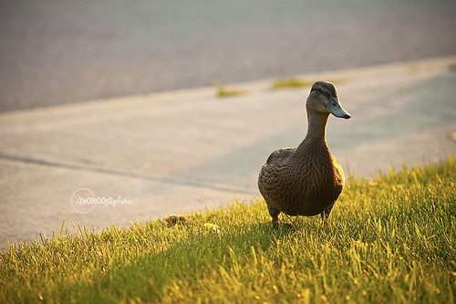 quack! day 187 (16)