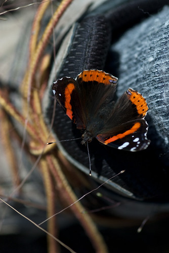 Butterflies and Hiking Boots