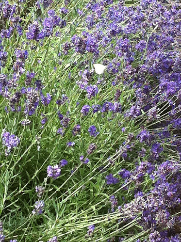Lavender at Chelsea Physic Garden