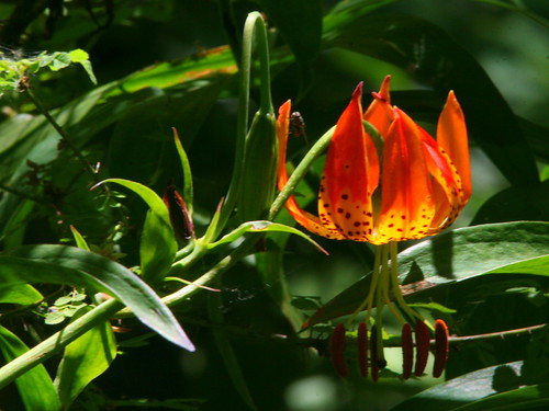 Leopard Lily 20100624