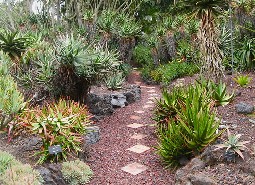 The path through the Aloe garden