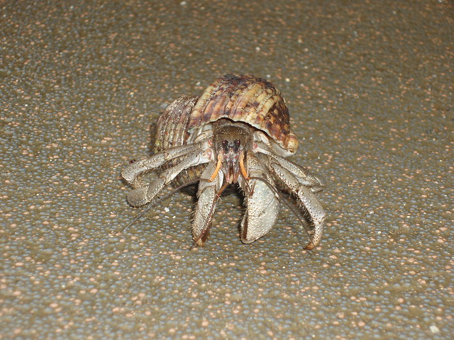 Hermit Crab on Cape Manza