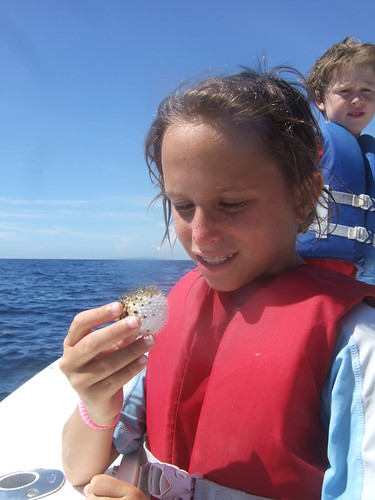 Harper with a long spined porcupinefish