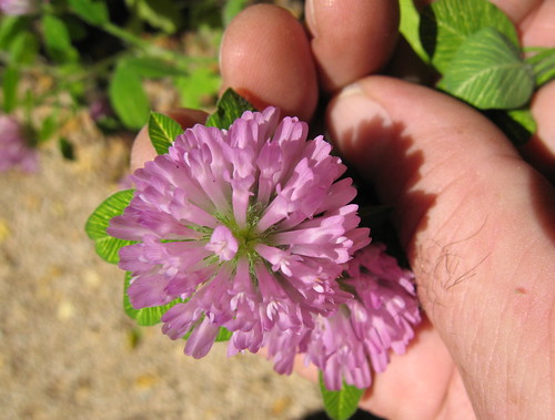 Variegated clover with large, lavender flower heads.