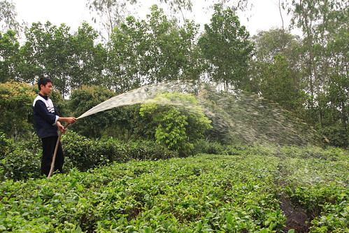 Spraying slurry on tea, Soc Son Province
