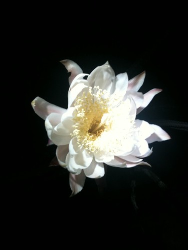 Night blooming cerius