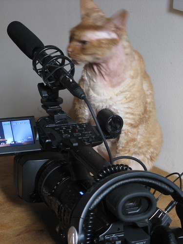 cat and camera portrait 