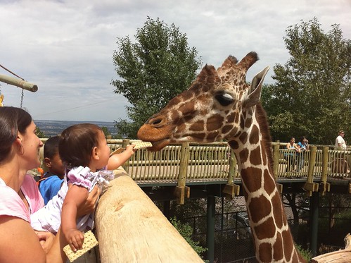 Laila feeding the giraffes at the zoo