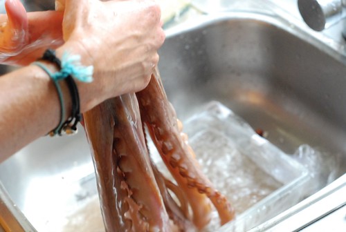 washing octopus