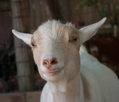 Happy Goat