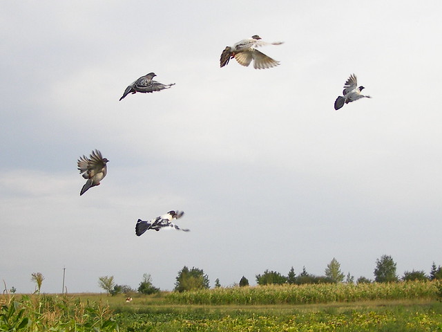 Пять летящих голубей