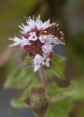 Pyrausta moth on Water Mint