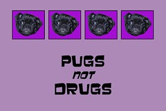 PPP Pugs Not Drugs