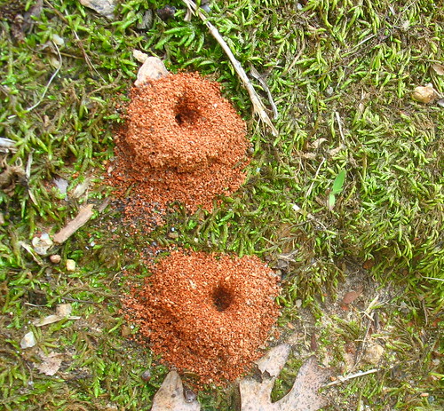 nature notes anthill IMG_2820