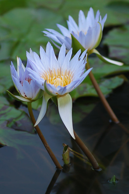 Water lilies 4, at the Jewel Box, in Forest Park, Saint Louis, Missouri, USA