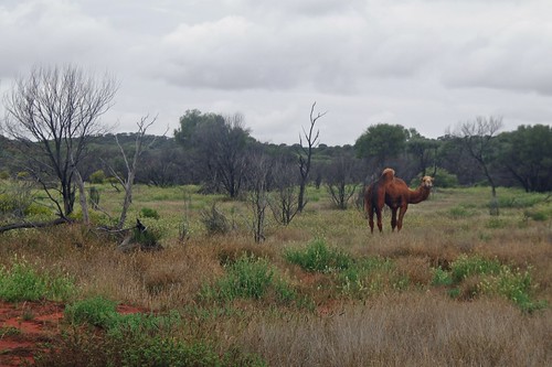 Camel, NT, Australia