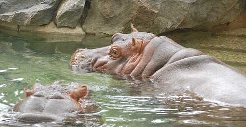 Philadelphia Zoo: Swiming Hippos