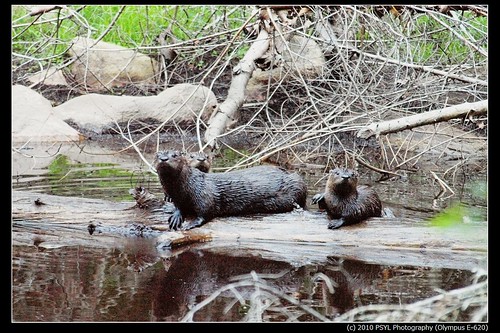 River Otter Family (Lontra canadensis)