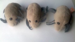 Dust mites from GIANTmicrobes