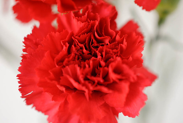 ruby red carnation