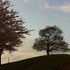 桜の木と一緒に