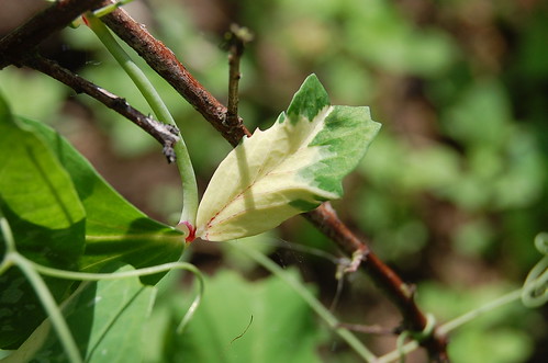 Variegated pea leaves