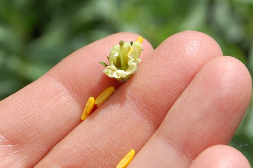 Potato hand-pollination 4