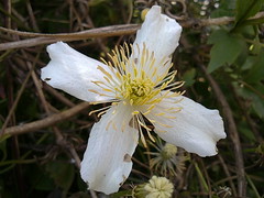 Close-up, white flower [Flickr]