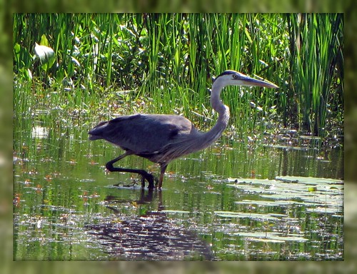 Another first!  Blue Heron