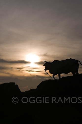BP Batanes Viang Hills Cow Sunset