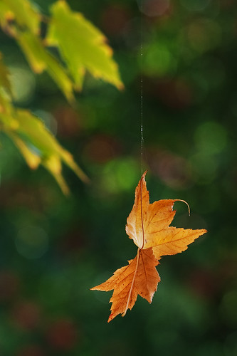 Suspended Fall