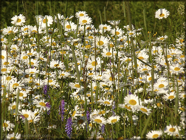 P1100870_daisies