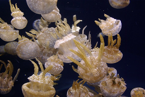 Jellies at Monterey Bay Aquarium