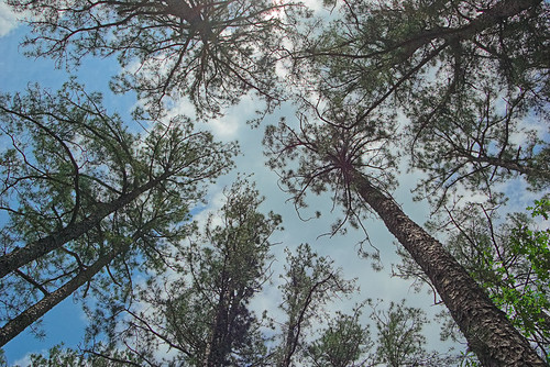 Millstream Gardens Conservation Area, in Madison County, Missouri, USA - view up into grove of white pines