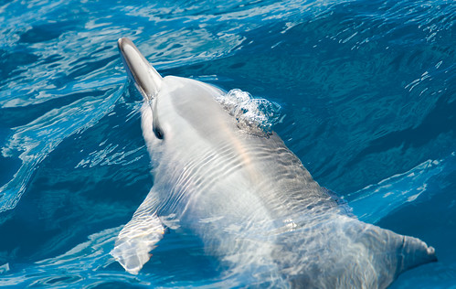 Whitey the Spinner Dolphin
