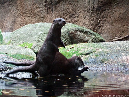 Double trouble Otters