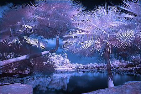05_infrared_photography_4