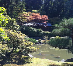 Turtle at Seattle Japanese Garden