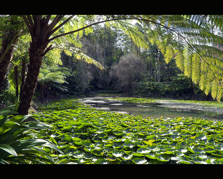 24/365 - Mt Tambourine, Botanical Gardens