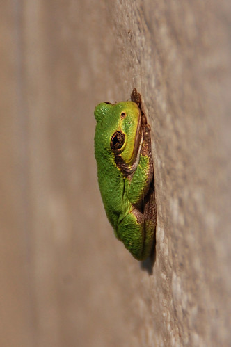 tree_frog