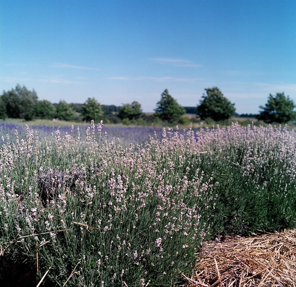 a field of lavender